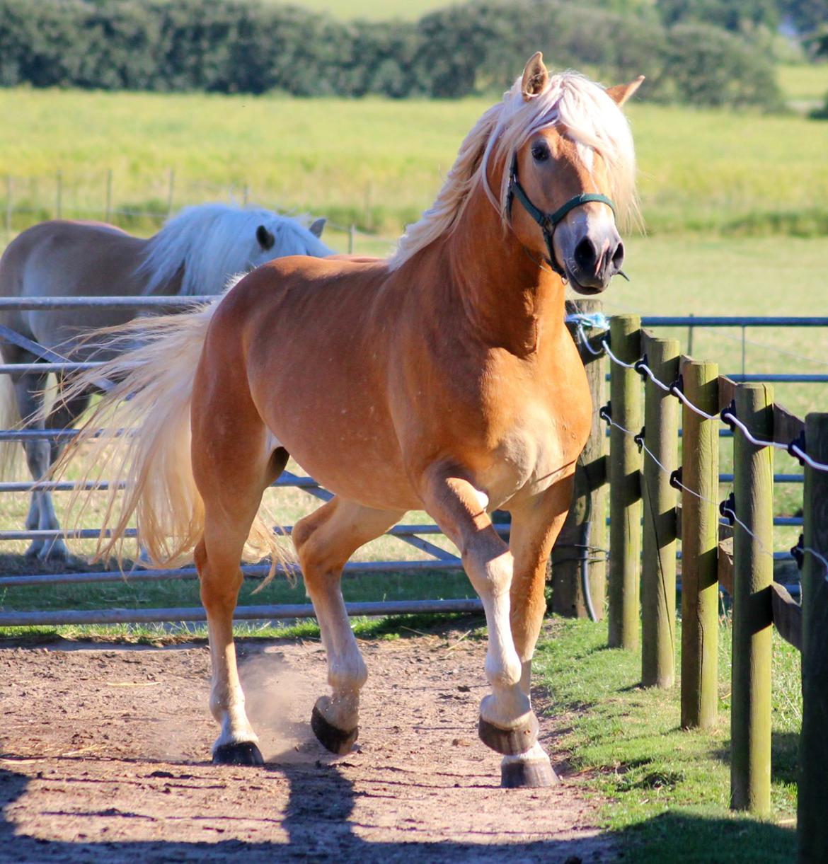 Tyroler Haflinger Stallone af Elghuset *AVLSHINGST* billede 16