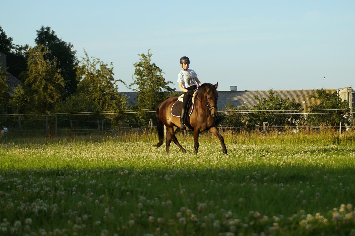 New Forest *Elmholts Odeth* Himmelhest - Utallige fremskridt! billede 3