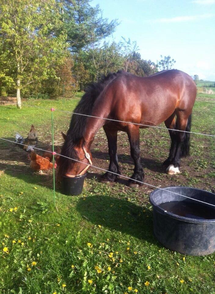 Welsh Pony af Cob-type (sec C) Danruss Welsh Ambassador billede 4
