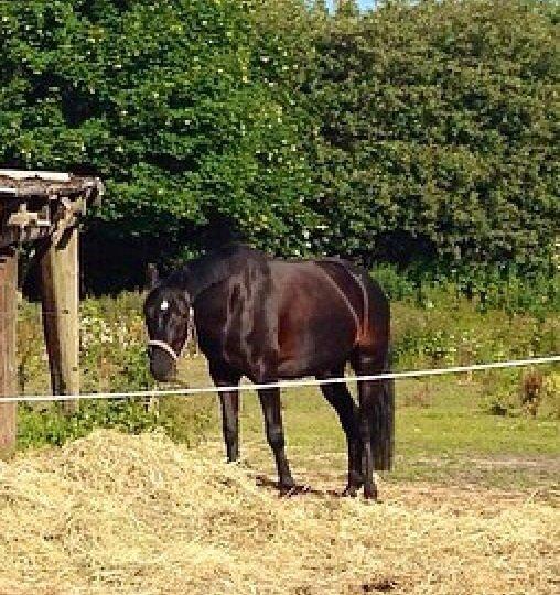 Welsh Partbred (Sec F) Mirain cappuccino *sorte* - Smukkeste Sorte på folden<3 billede 2