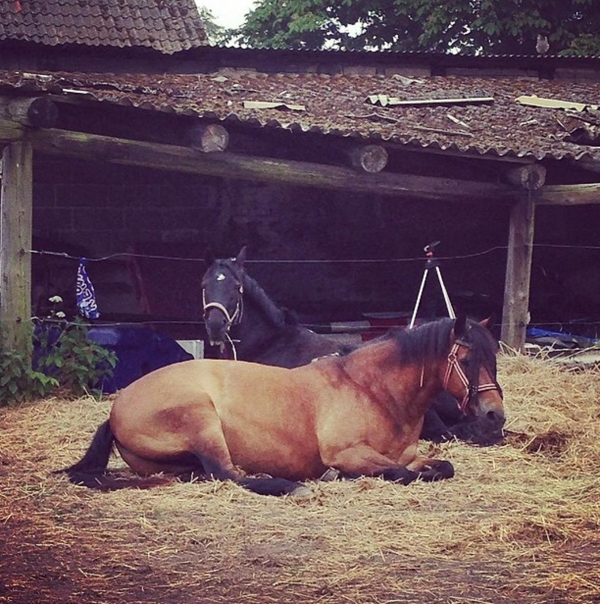 Welsh Partbred (Sec F) Mirain cappuccino *sorte* - Sorte og Alix hygger på folden<3 billede 6