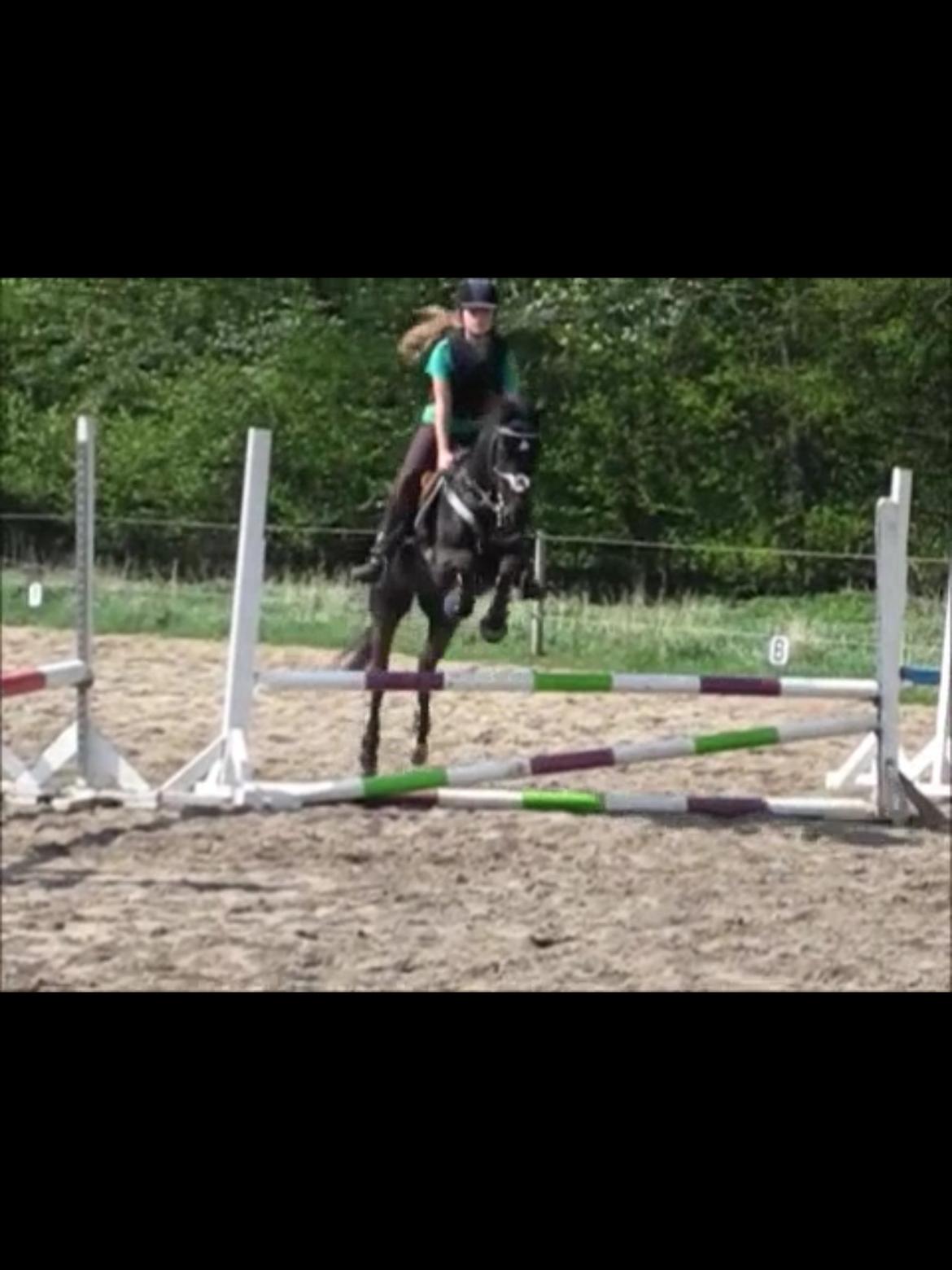 Welsh Partbred (Sec F) Mirain cappuccino *sorte* - springning for et år siden<3 billede 11