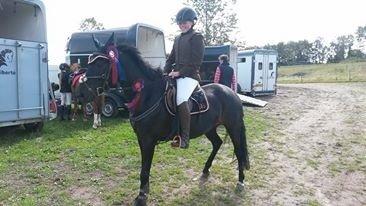 Welsh Partbred (Sec F) Mirain cappuccino *sorte* - første sævne i et halvt år LD og LC B0<3 billede 4