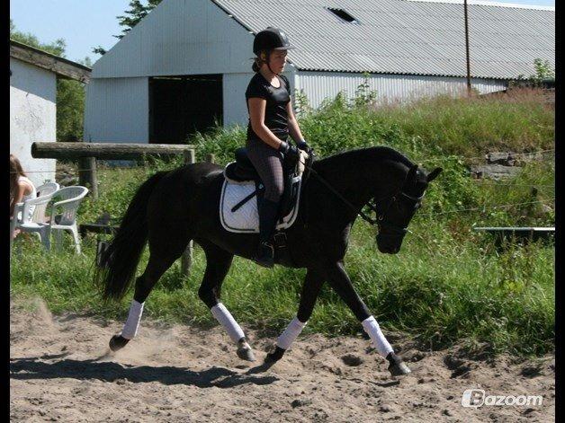 Welsh Partbred (Sec F) Mirain cappuccino *sorte* - træning sidste sommer<3 billede 12