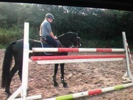 Welsh Partbred (Sec F) Mirain cappuccino *sorte* - da vi havde sprunget 120<3 billede 3