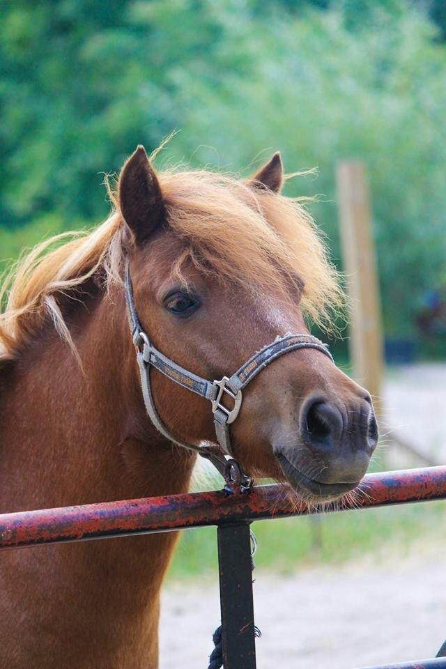 Anden særlig race Bugsi <3  - Taget af: MPH billede 4