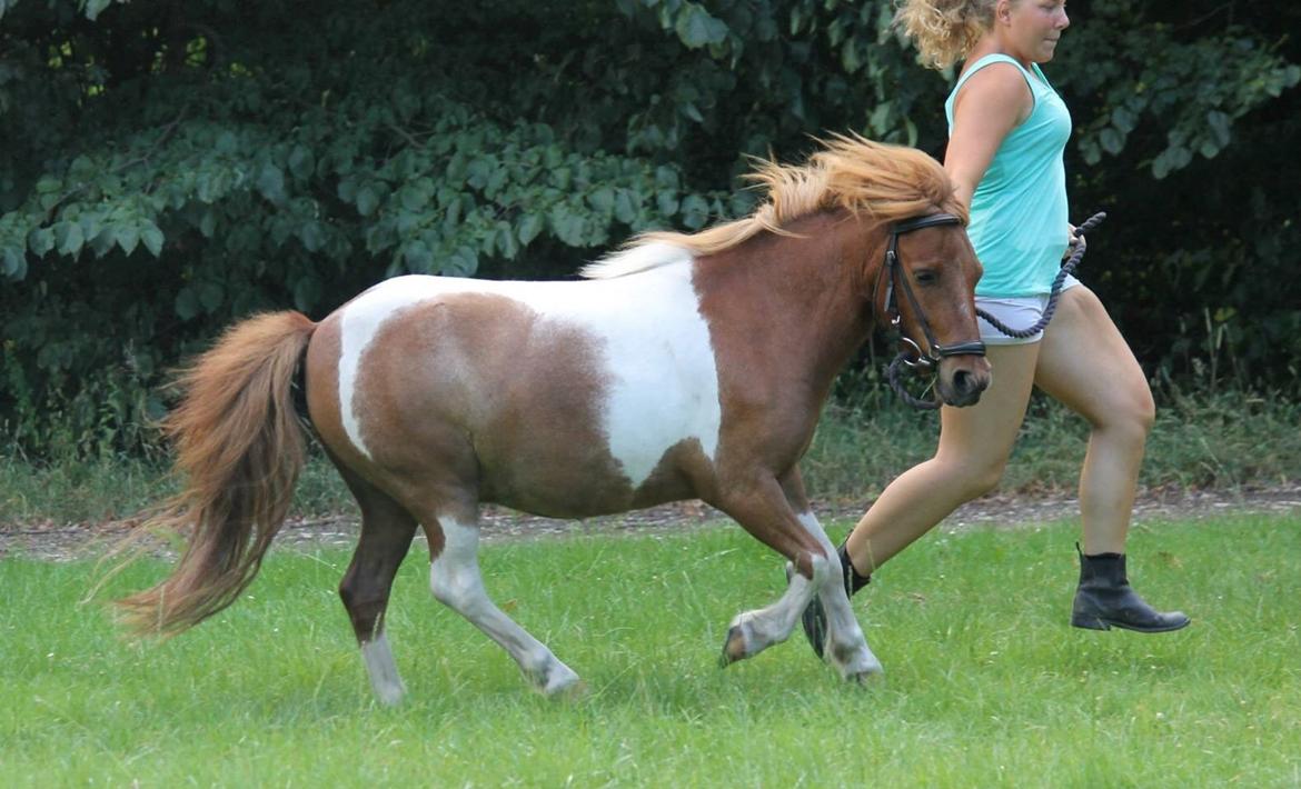 Anden særlig race Bugsi <3  - Galooooop - Taget af: MPH billede 11