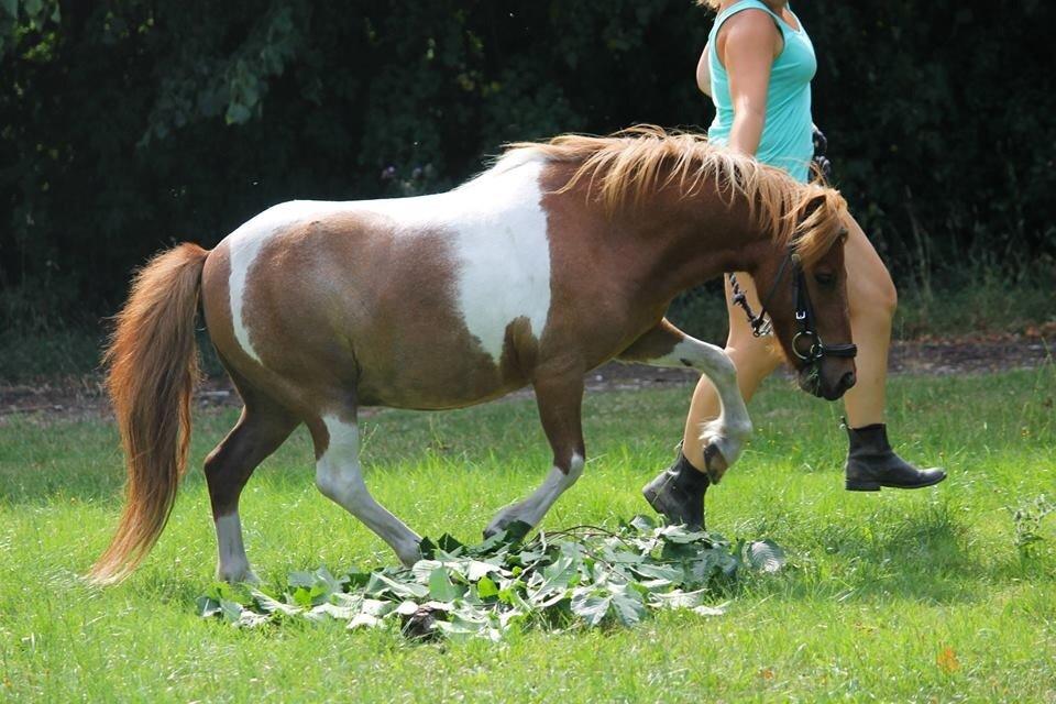 Anden særlig race Bugsi <3  - Små spring - Taget af: MPH billede 6