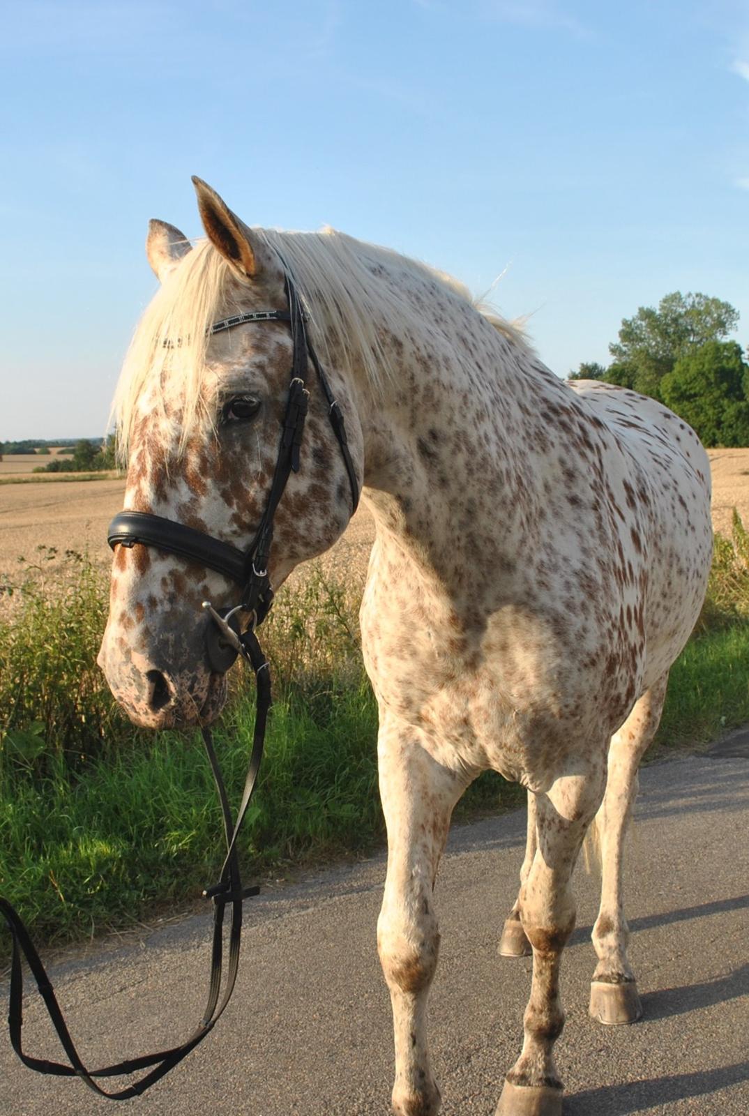 Knabstrupper Birkely's Herkules billede 2