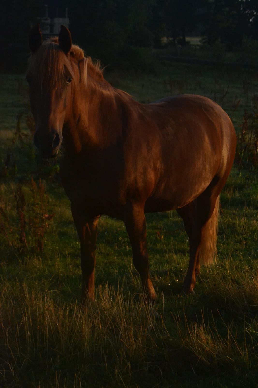 Anden særlig race Chili - Aller sidste morgen sammen billede 6