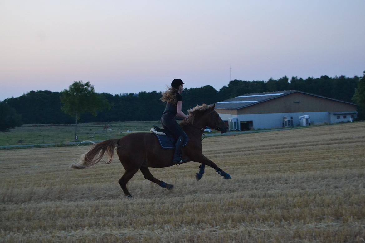 Anden særlig race Chili - En aller sidste tur på min stjerne.. billede 1