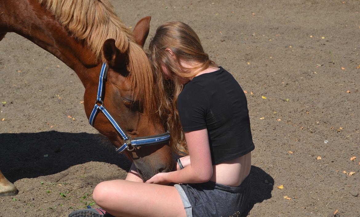 Anden særlig race Chili - Jeg håber vi ses igen pony mule.. billede 20