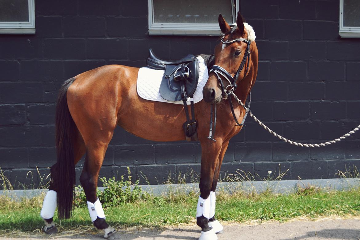 Anden særlig race Lippaschu billede 5