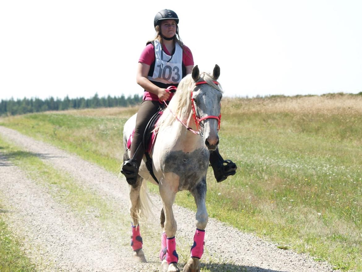 Pinto Je T'amie billede 1