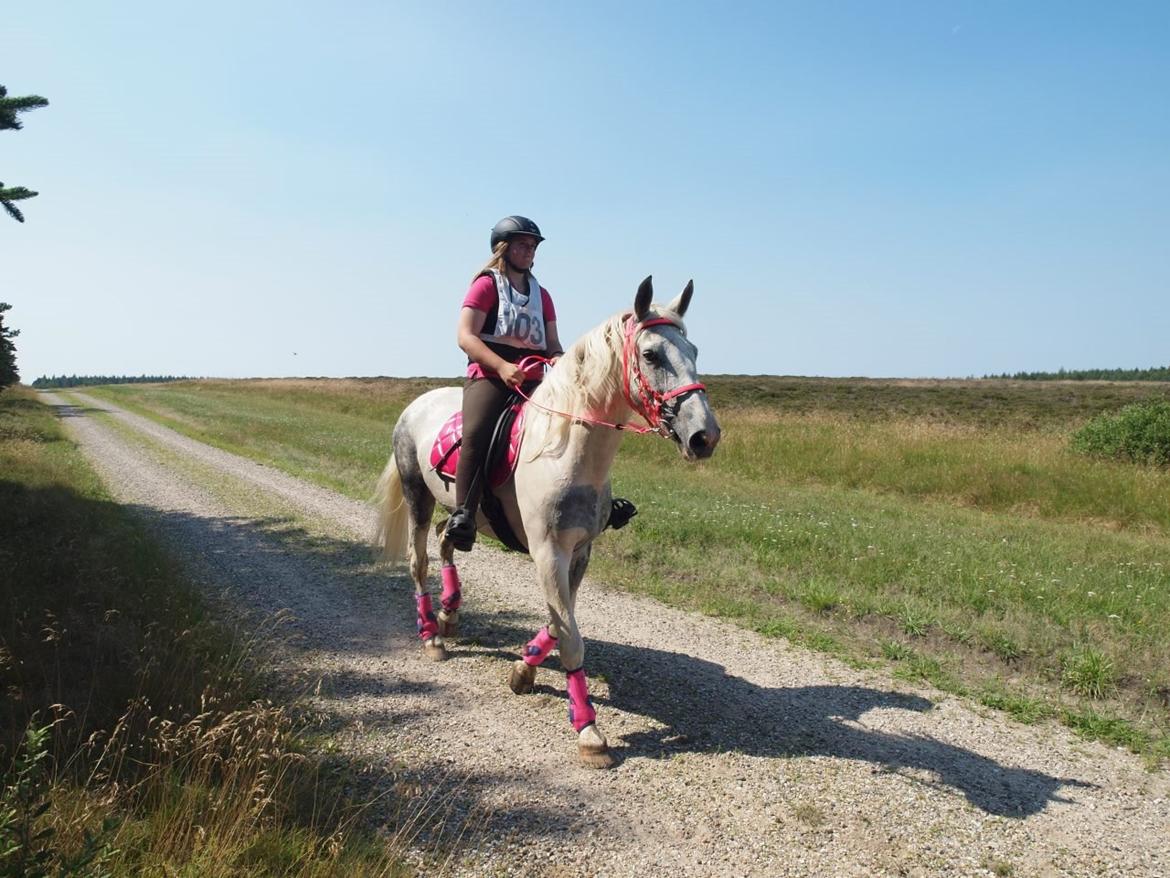 Pinto Je T'amie billede 2