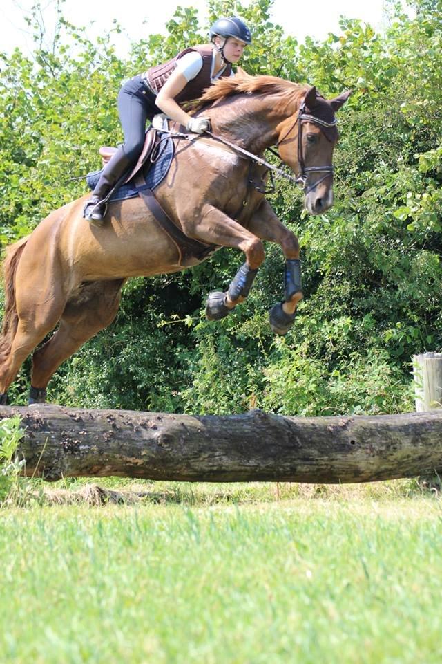 Dansk Varmblod Lillemarkens Acropolis billede 7