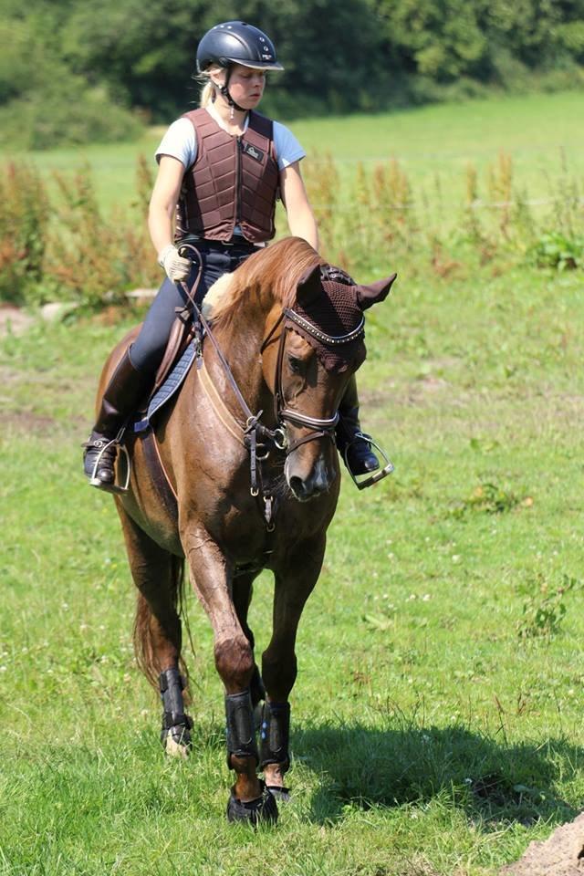 Dansk Varmblod Lillemarkens Acropolis billede 5