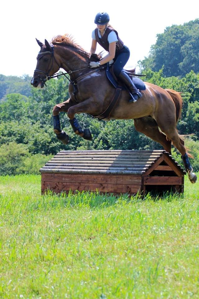 Dansk Varmblod Lillemarkens Acropolis billede 3