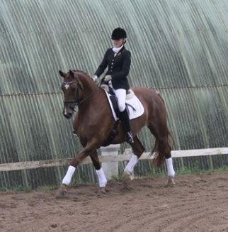 Dansk Varmblod Lillemarkens Acropolis billede 4