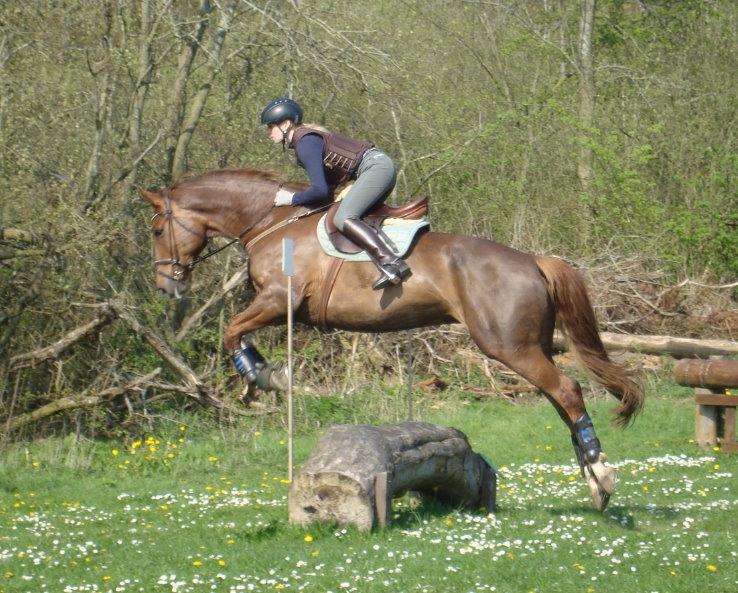 Dansk Varmblod Lillemarkens Acropolis billede 8