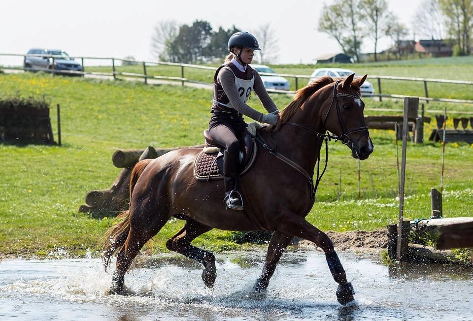 Dansk Varmblod Lillemarkens Acropolis billede 1