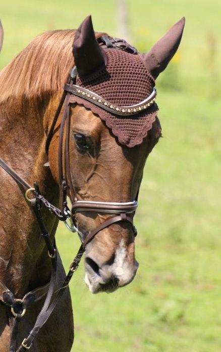 Dansk Varmblod Lillemarkens Acropolis billede 9