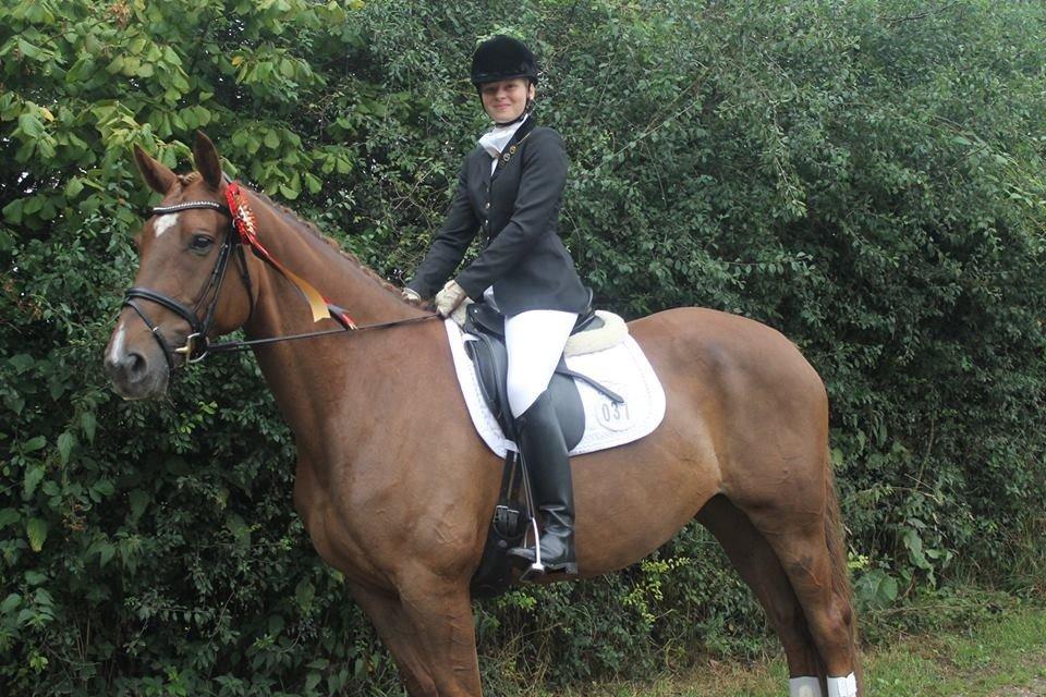 Dansk Varmblod Lillemarkens Acropolis billede 10