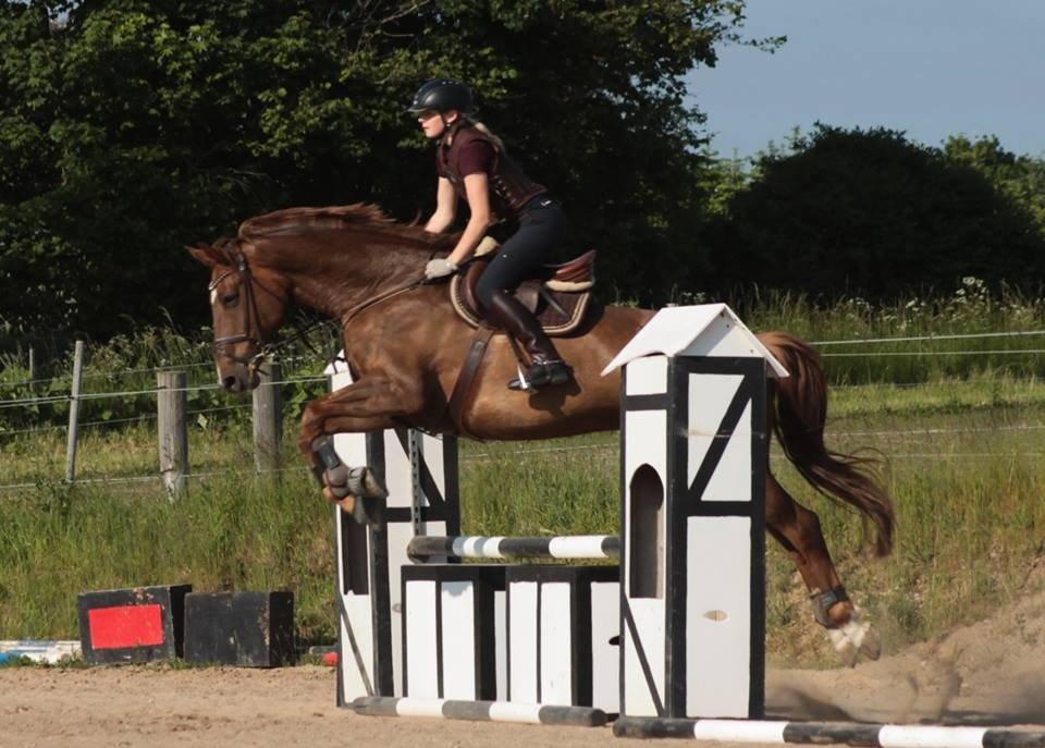 Dansk Varmblod Lillemarkens Acropolis billede 11