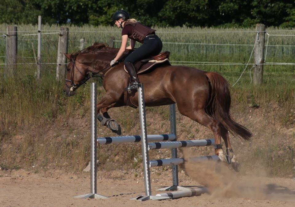 Dansk Varmblod Lillemarkens Acropolis billede 6