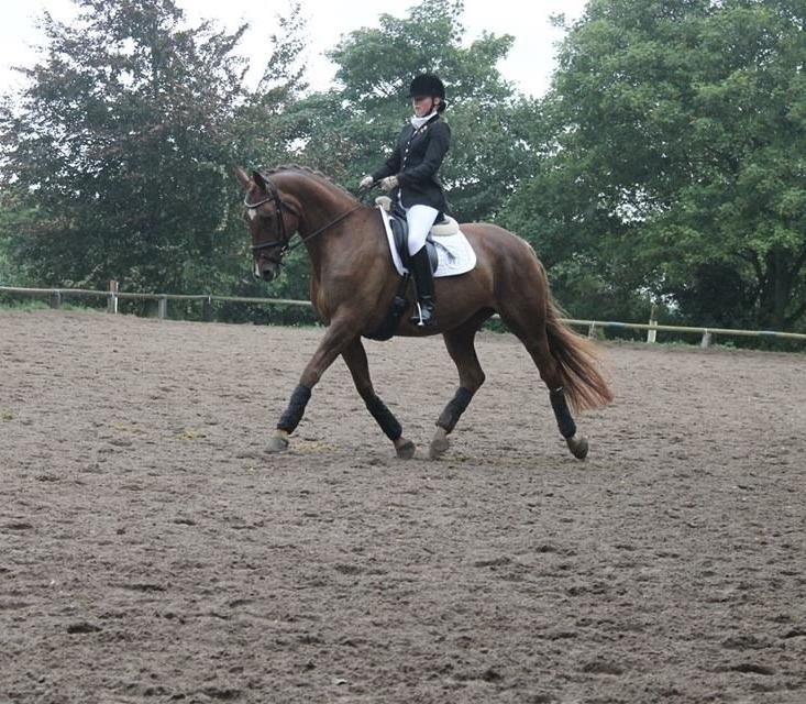 Dansk Varmblod Lillemarkens Acropolis billede 2