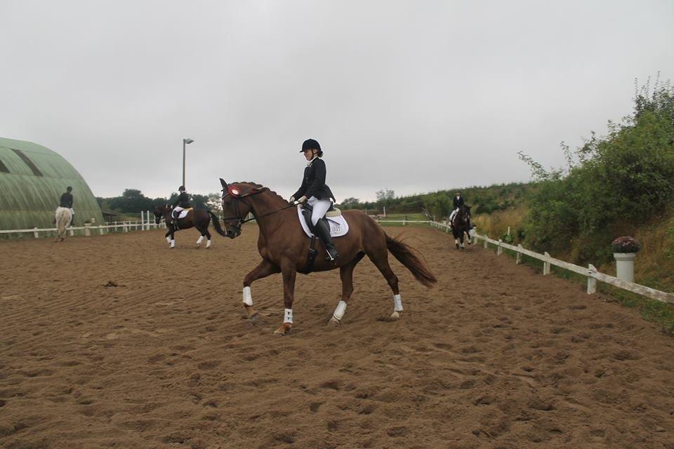 Dansk Varmblod Lillemarkens Acropolis billede 12