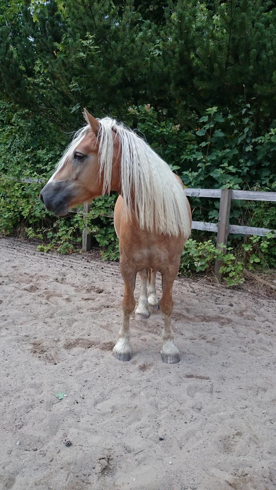 Anden særlig race Wilma billede 13