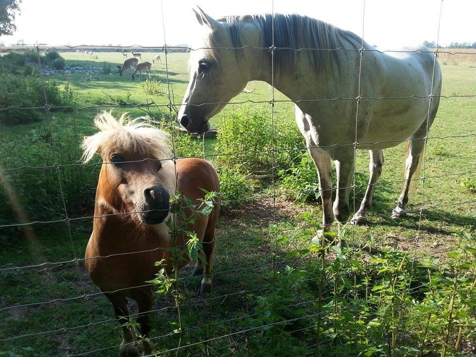Shetlænder Tarzan billede 4