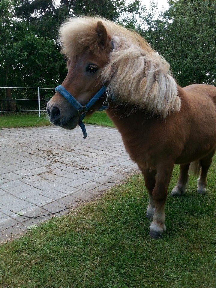 Shetlænder Tarzan billede 7