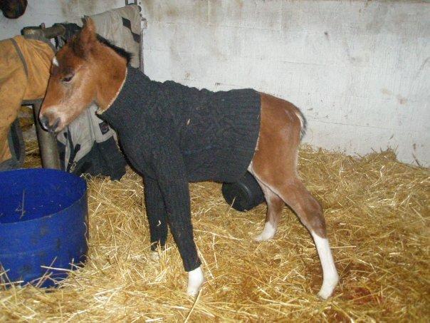 Anden særlig race Søndervangs Kentucky billede 10