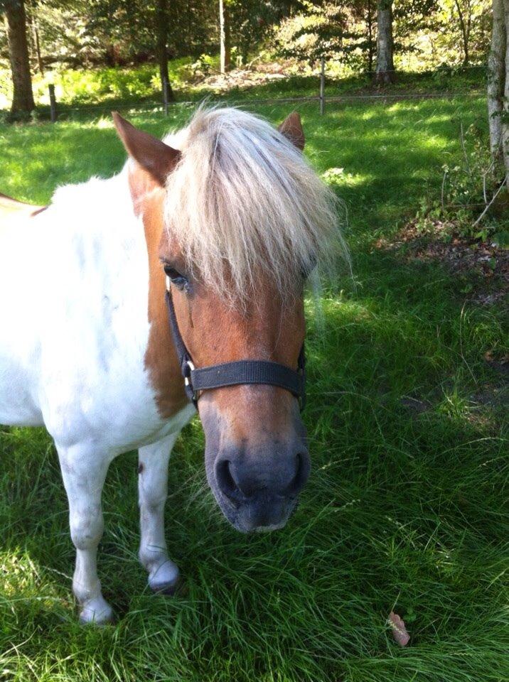 Shetlænder Misse billede 3