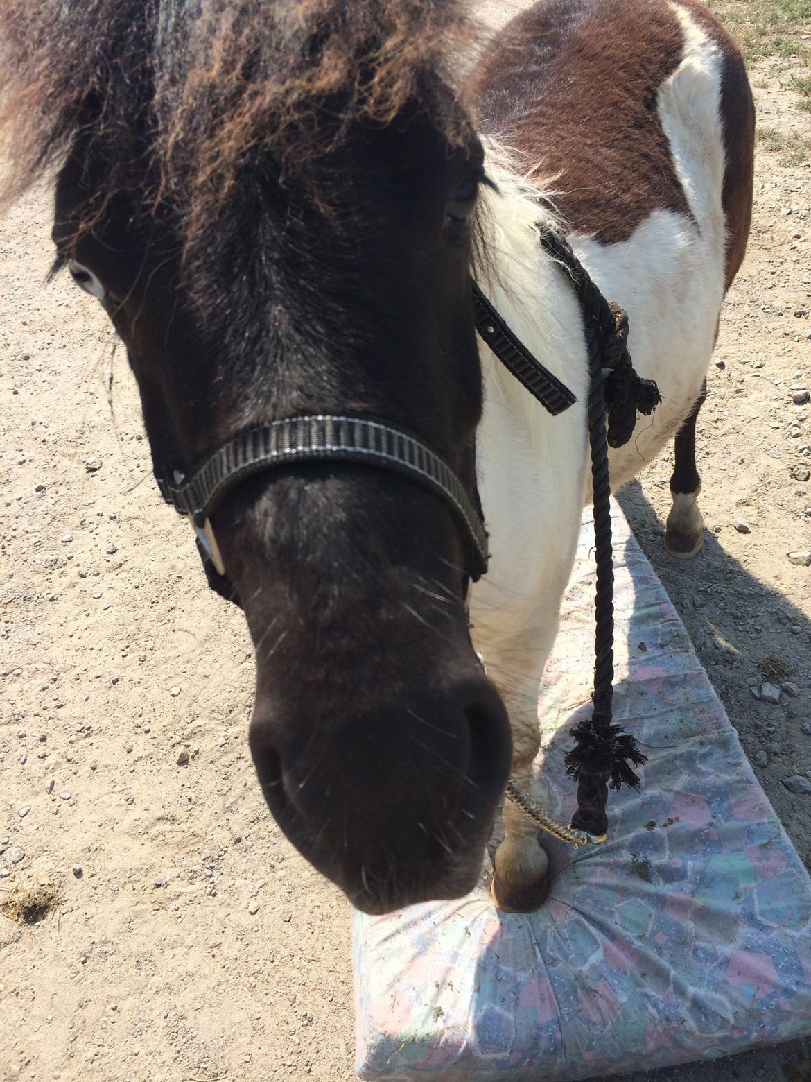 Shetlænder Izmo billede 10