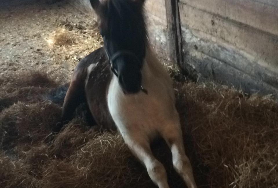 Shetlænder Izmo billede 11