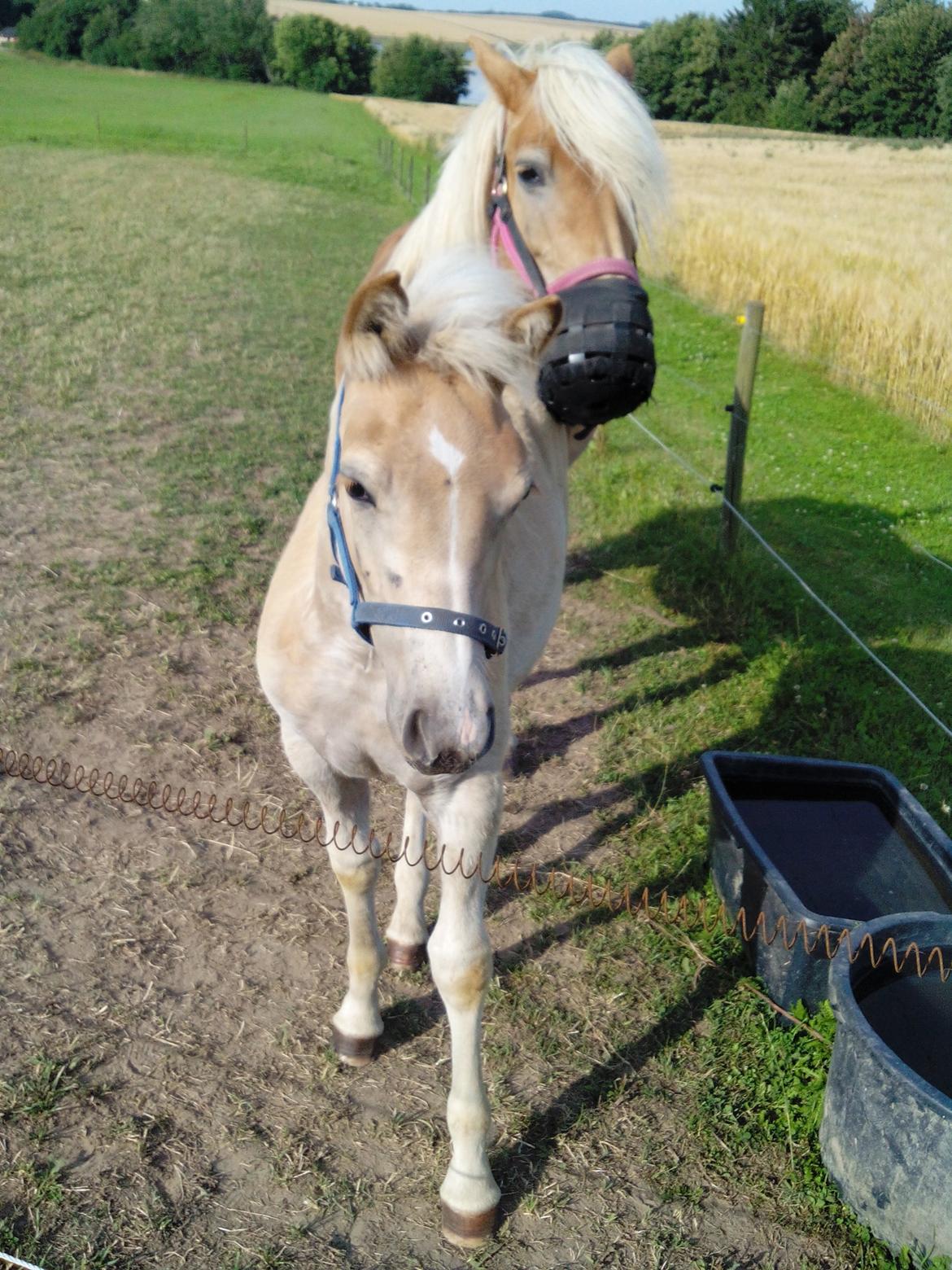 Haflinger Sweet Chili Søvej - Chili 3 måneder gammel :-) billede 12