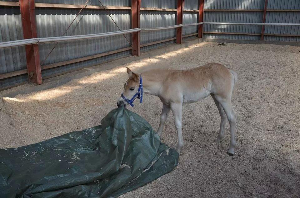 Haflinger Sweet Chili Søvej - Fuld af ballade :-) billede 13