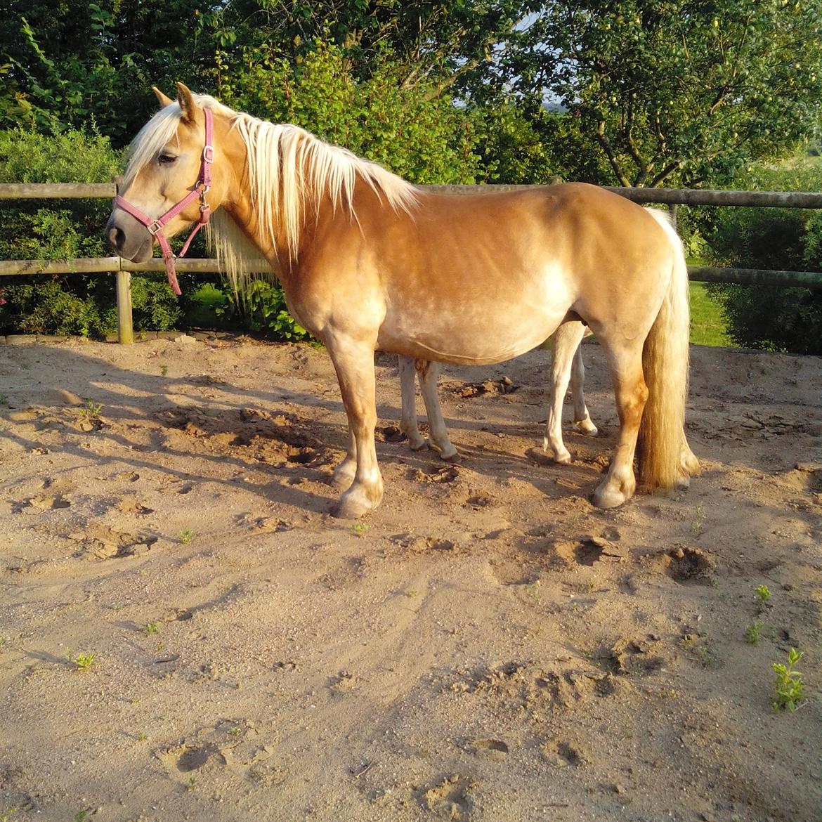 Haflinger Sabrina billede 20