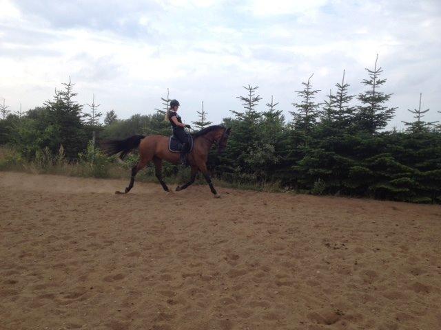 Dansk Varmblod Elmegårds Comma RIP billede 14