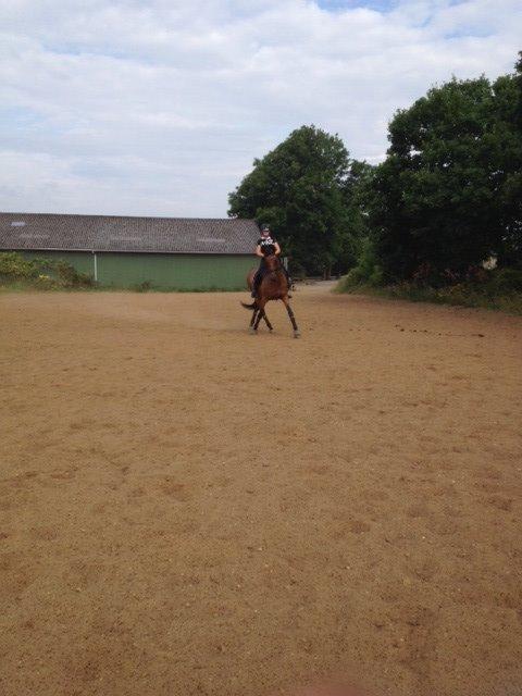 Dansk Varmblod Elmegårds Comma RIP billede 12