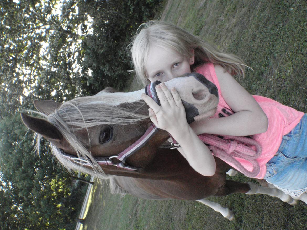 Welsh Pony (sec B) Den deel´s Romeo Savnet - D. 24/7-2014 - Velkommen, læg gerne en bedømmelse og en kommentar:) billede 1