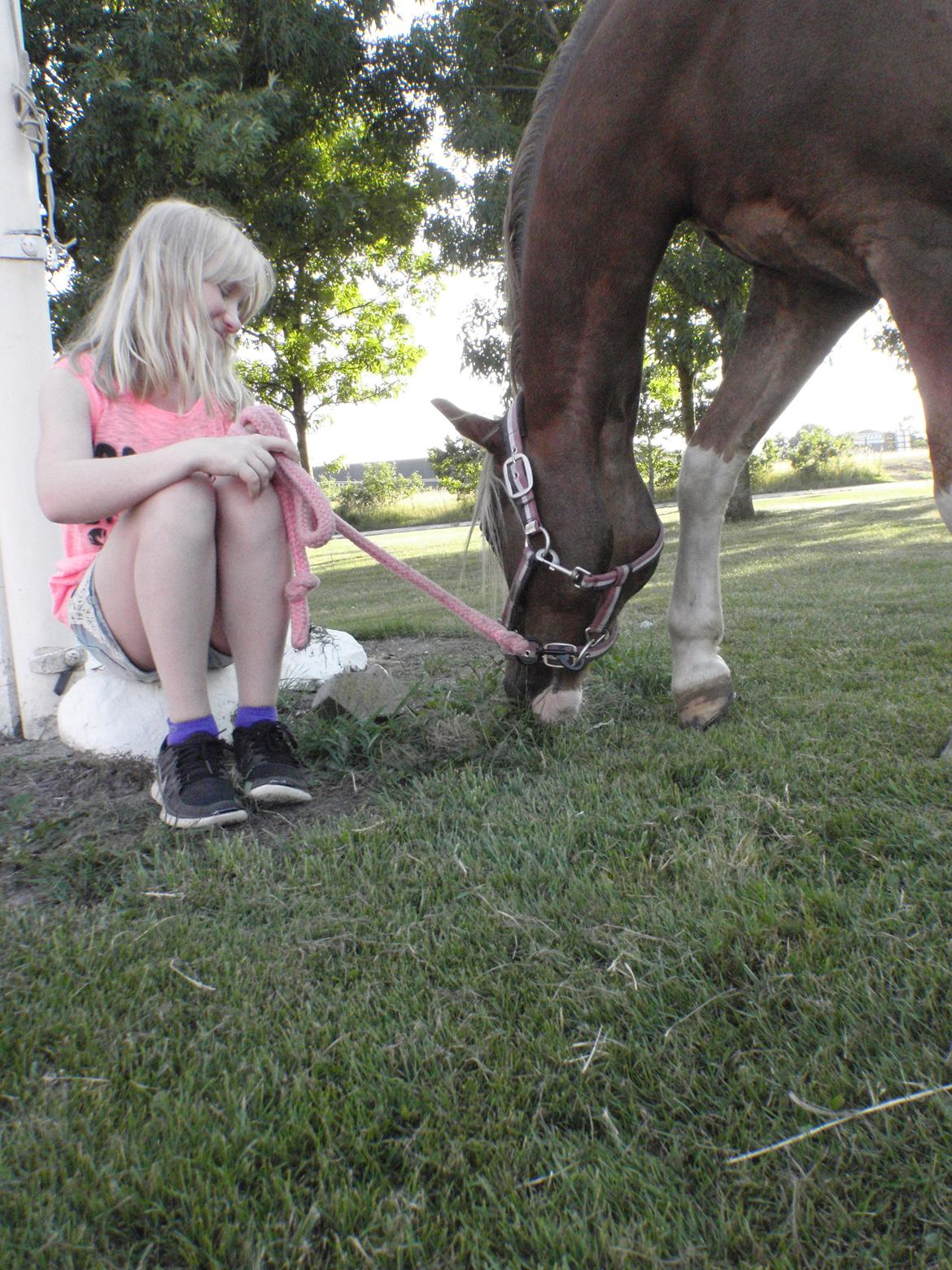 Welsh Pony (sec B) Den deel´s Romeo Savnet - Min rommie<3 billede 3