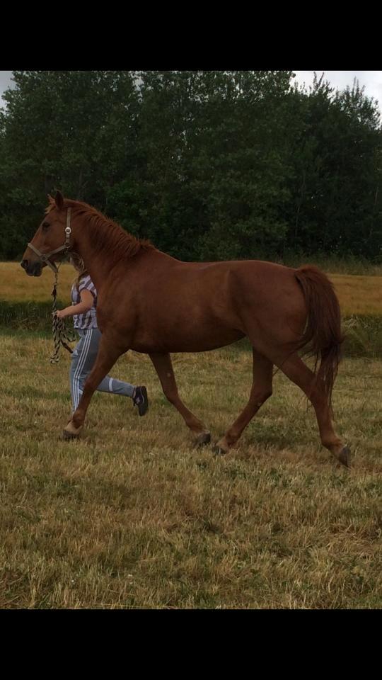 Dansk Varmblod Sunshine - Fuld fart frem billede 3