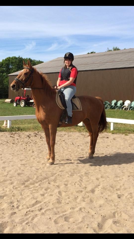 Dansk Varmblod Sunshine - Parade - Hun gider ikke stå stille, så der kan blive taget billeder billede 7