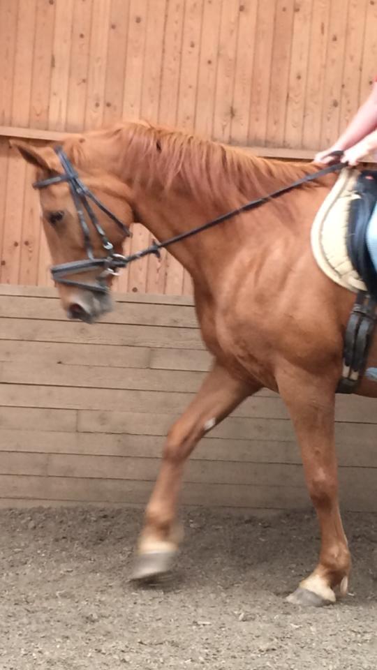 Dansk Varmblod Sunshine - Lidt let dressur billede 10