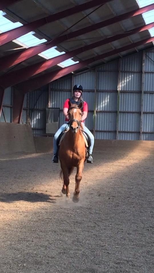 Dansk Varmblod Sunshine billede 12