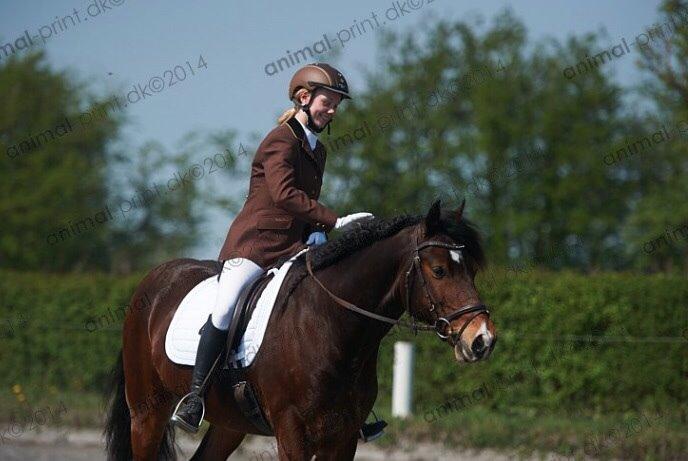 Welsh Cob (sec D) Valhallas (DK) Mabon Mai billede 18